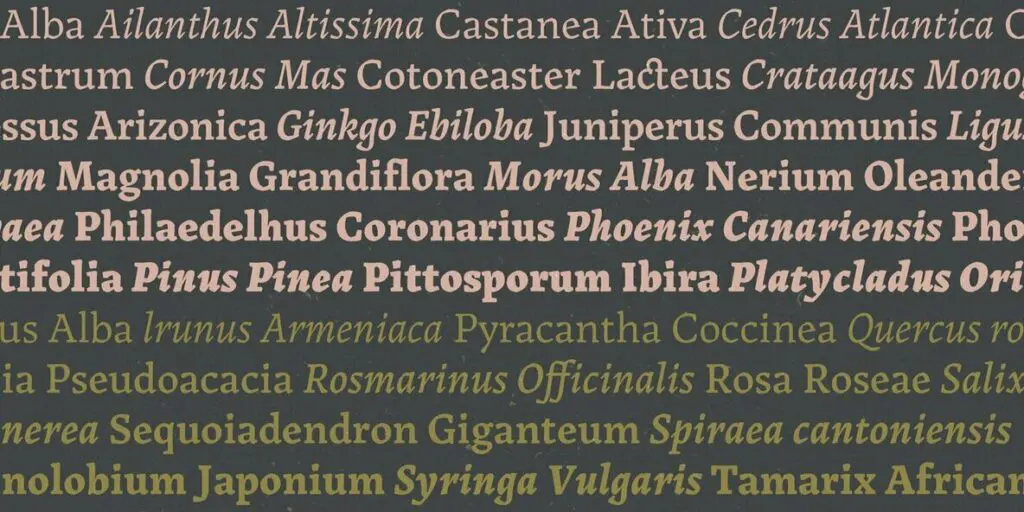 Landa – MisterFonts